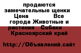 продаются замечательные щенки › Цена ­ 10 000 - Все города Животные и растения » Собаки   . Красноярский край